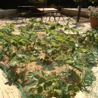 verkko mansikoille verkko mansikoille